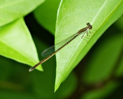 Argentagrion ambiguum