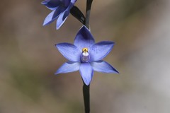 Thelymitra × truncata