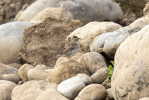 iNaturalist observation photo of Savannah Sparrow