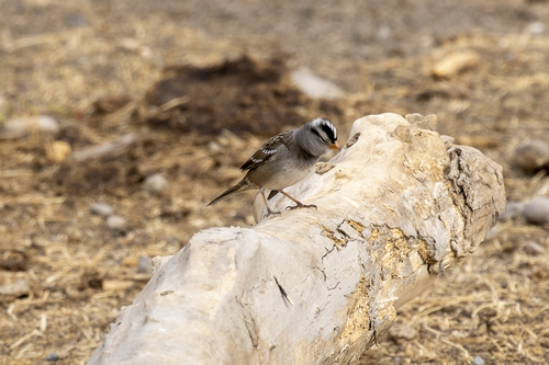 iNaturalist observation photo of White-crowned Sparrow