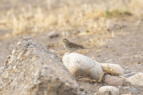 iNaturalist observation photo of Savannah Sparrow