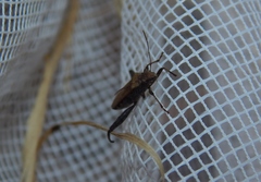 Heegeria tangirica