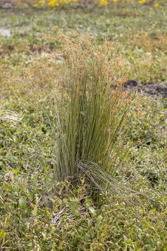iNaturalist observation photo of Rushes and Allies