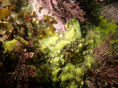 Hymeniacidon perlevis