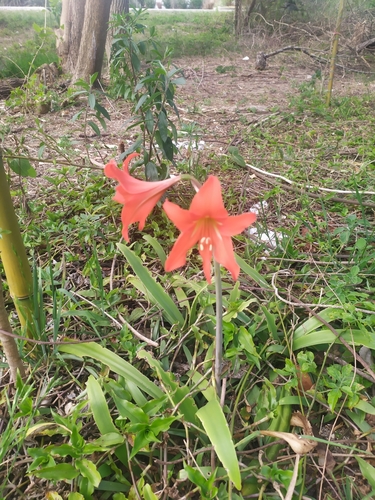 Hippeastrum petiolatum, photograph 6