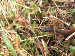 Cercosaura oshaughnessyi