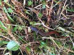 Cercosaura oshaughnessyi