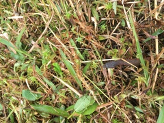 Cercosaura oshaughnessyi