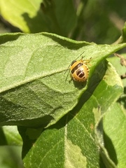 Supputius cincticeps