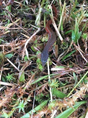 Cercosaura oshaughnessyi