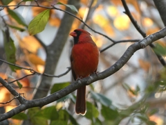 Cardinalis cardinalis