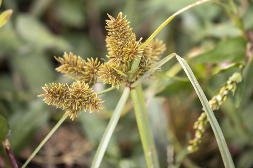 iNaturalist observation photo of Flatsedges