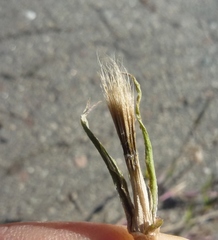 Tragopogon podolicus