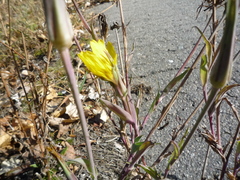 Tragopogon podolicus