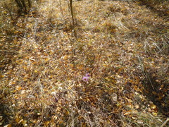 Aster amellus bessarabicus