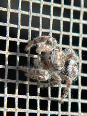 Phidippus asotus