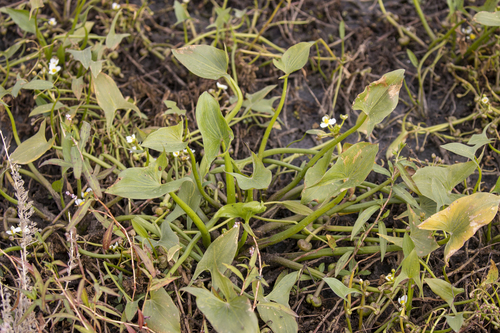 iNaturalist observation photo of hooded arrowhead
