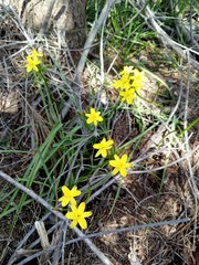 Tricoryne simplex