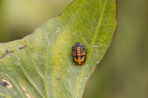 iNaturalist observation photo of Black-spotted Lady Beetles