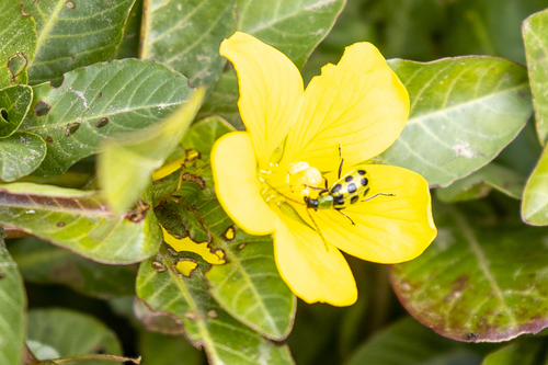 iNaturalist observation photo of Spotted Cucumber Beetle