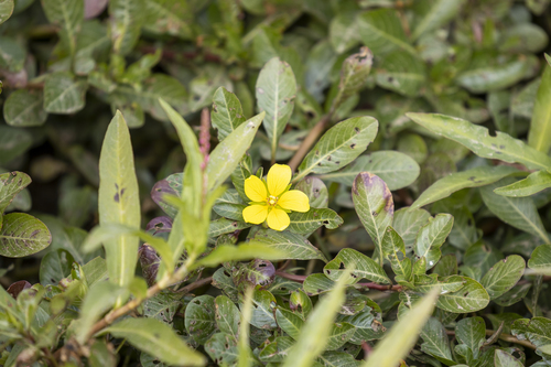 iNaturalist observation photo of floating primrose-willow