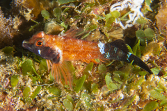 Enneapterygius similis