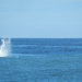 photo of Common Dolphins (Delphinus)