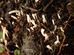 Typhula ishikariensis