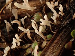 Typhula ishikariensis
