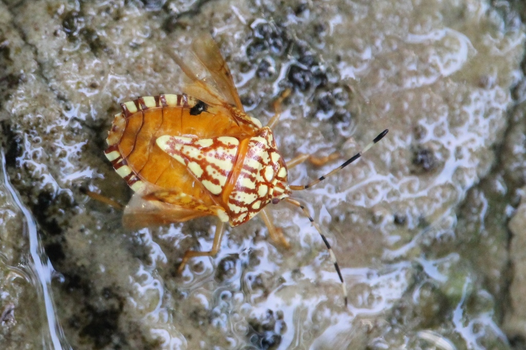 Phalaecus ruckesi