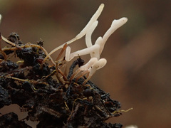 Typhula ishikariensis