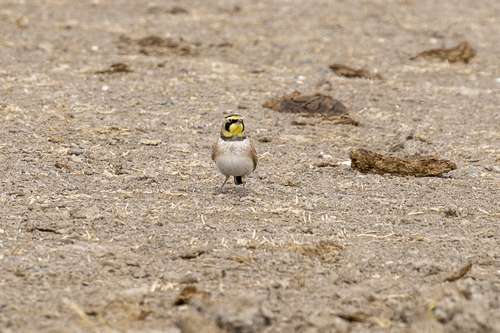 iNaturalist observation photo of Horned Lark