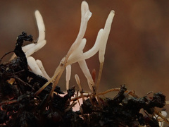 Typhula ishikariensis