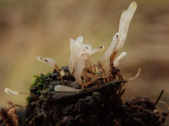 Typhula ishikariensis