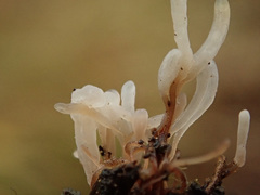 Typhula ishikariensis