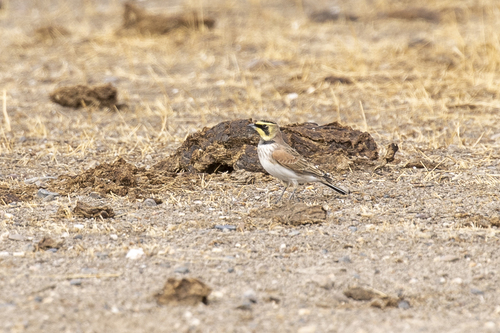 iNaturalist observation photo of Horned Lark