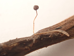 Typhula ishikariensis