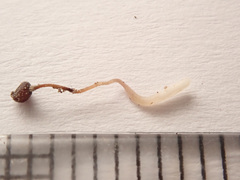 Typhula ishikariensis