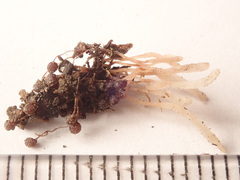 Typhula ishikariensis