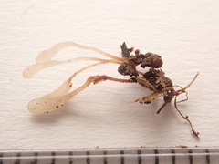 Typhula ishikariensis