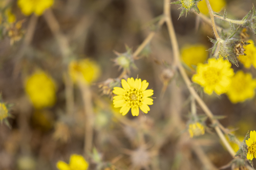 iNaturalist observation photo of Fitch's tarweed