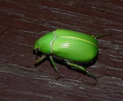 Xylonichus