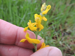 Corydalis curvisiliqua