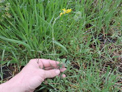 Corydalis curvisiliqua