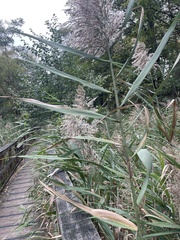 Phragmites australis
