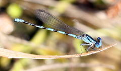 Argia leonorae