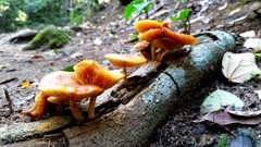 Fungi