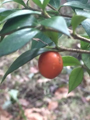 Alyxia ruscifolia