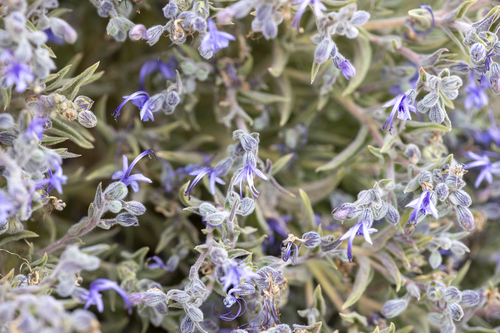 iNaturalist observation photo of Vinegar Weed