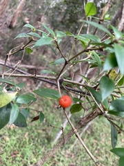 Alyxia ruscifolia